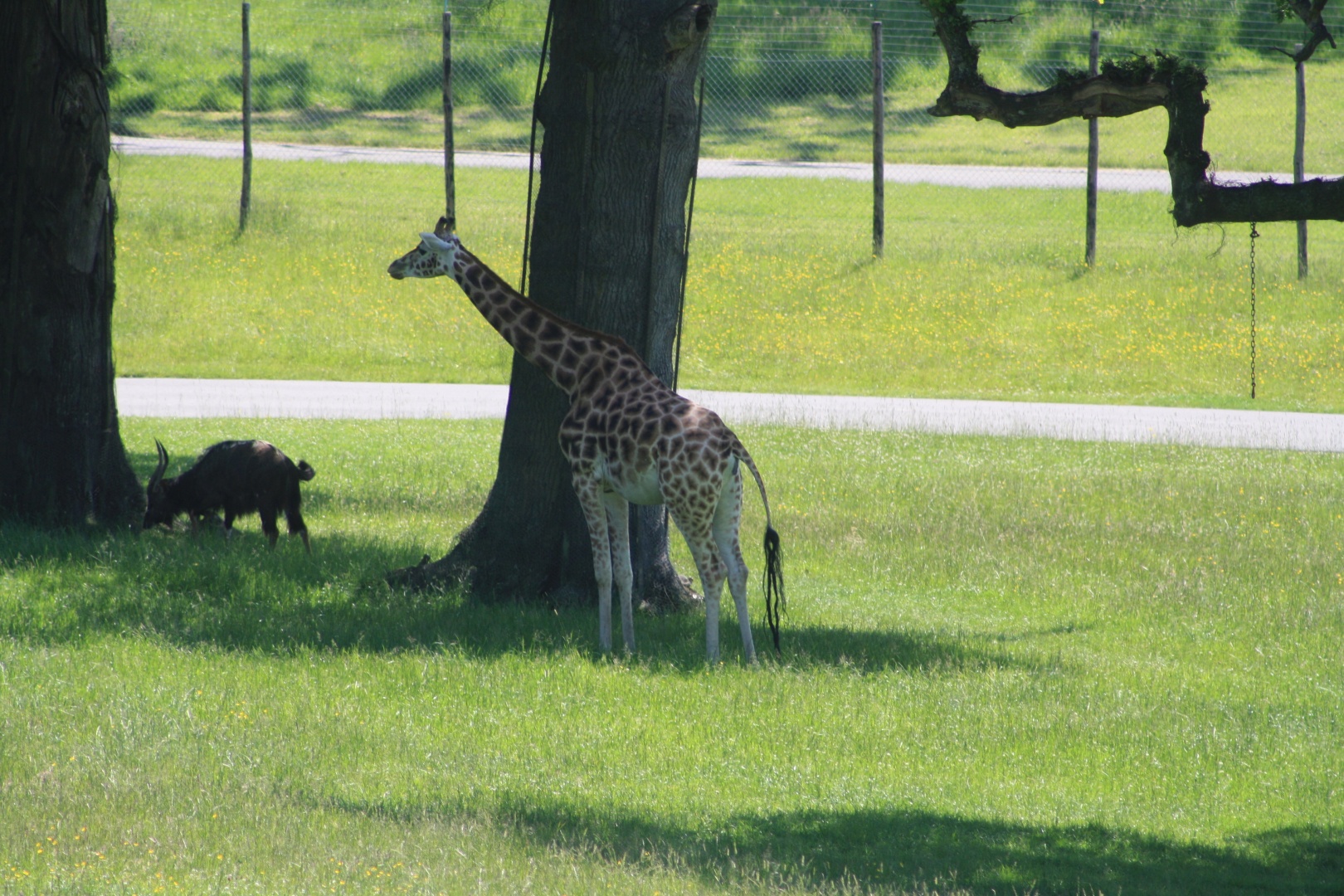 IMG_1115.JPG
