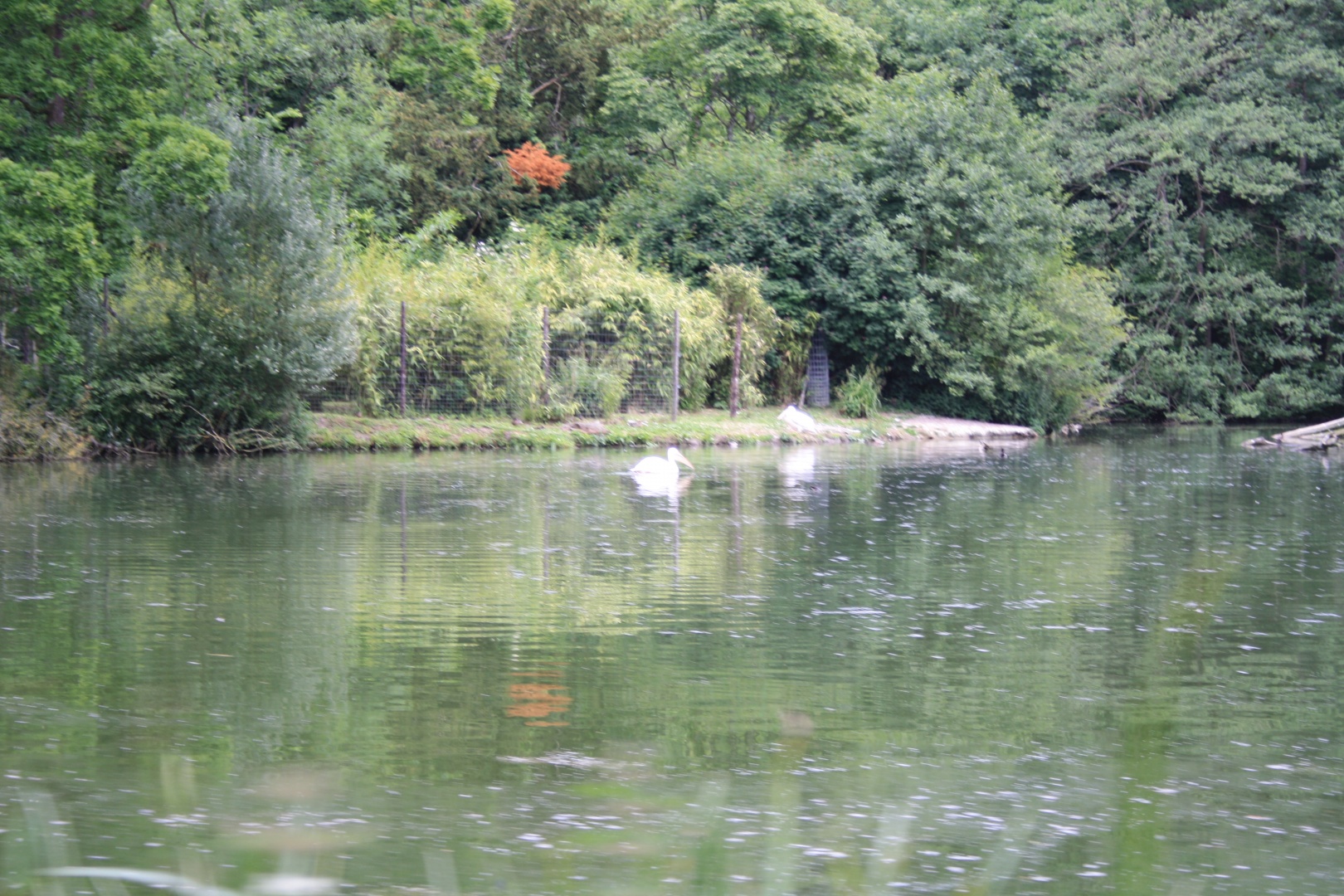 IMG_1425.JPG