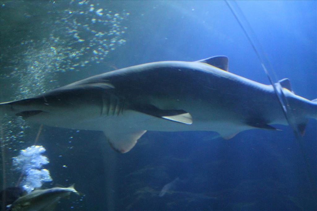 IMG_2487.JPG