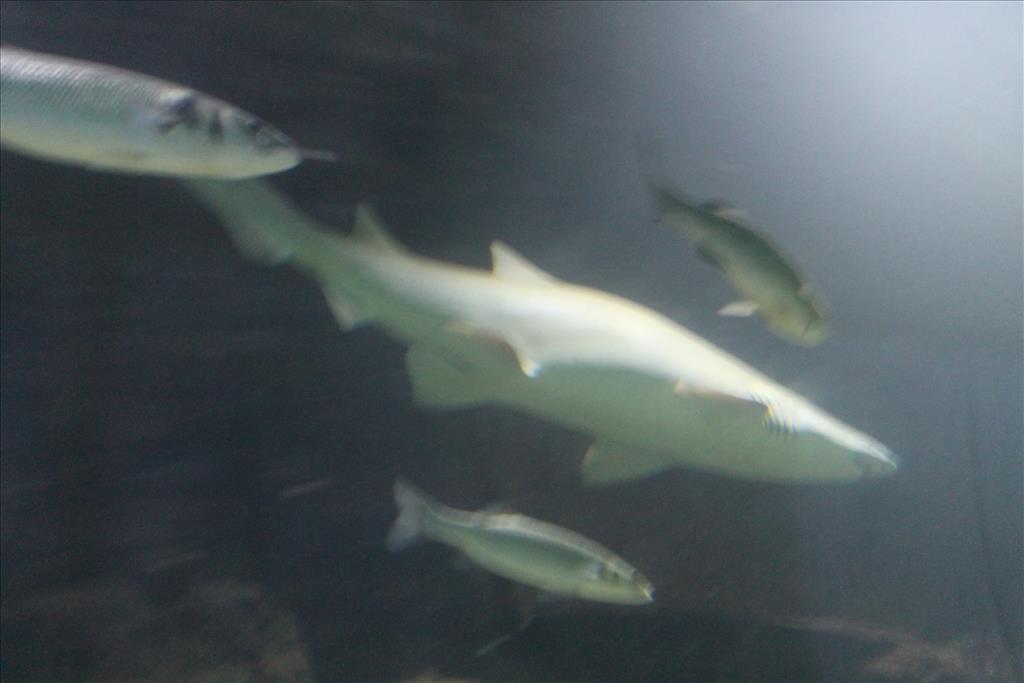IMG_2533.JPG