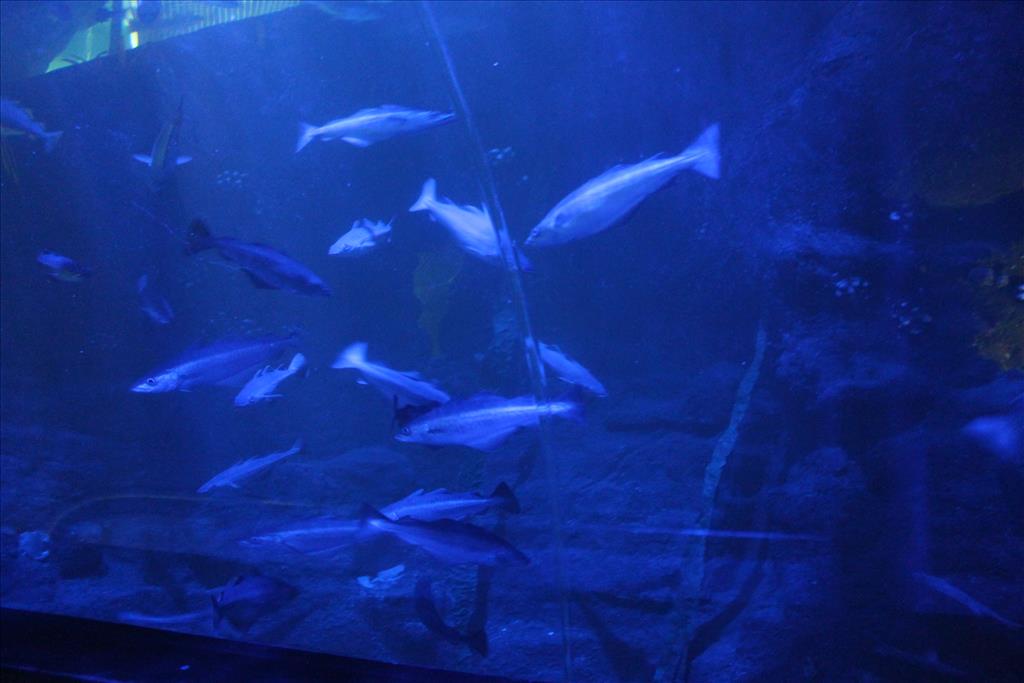 IMG_2537.JPG