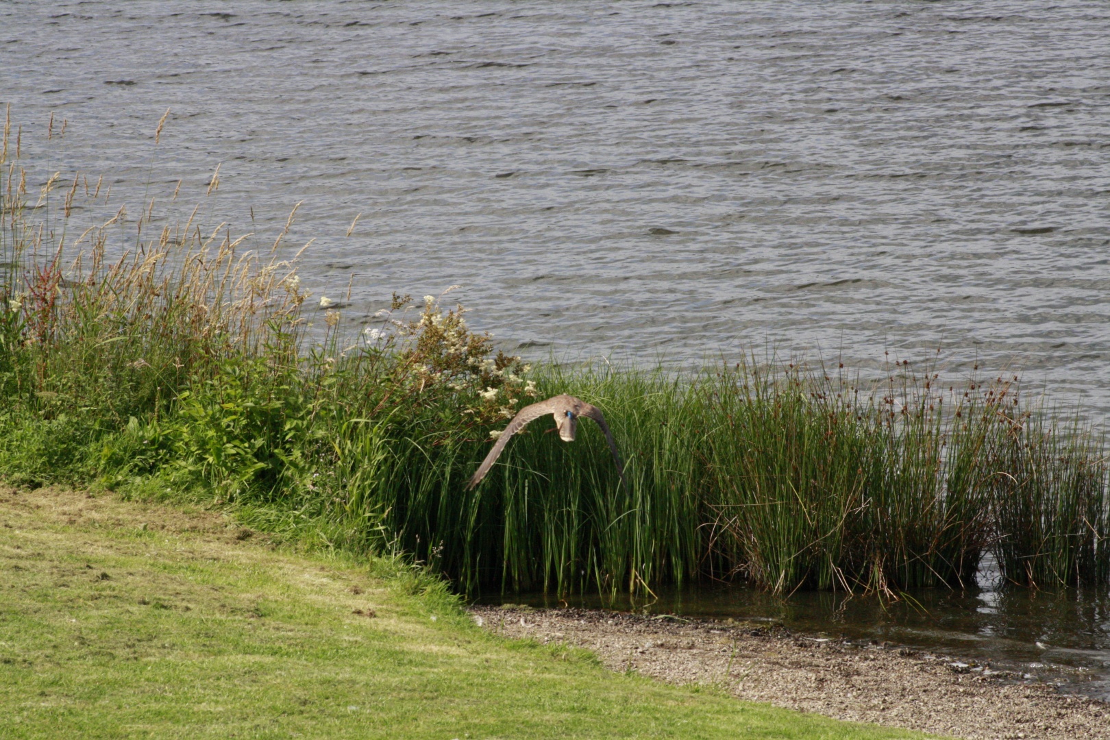 _MG_4144.JPG