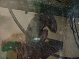 DSCF0022 (3)_267x200021111.png