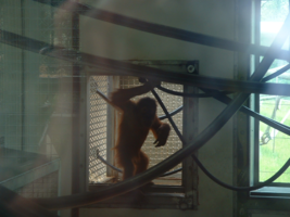 DSCF0036 (3)_267x200021111.png