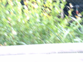 DSCF0065_267x200021111.png