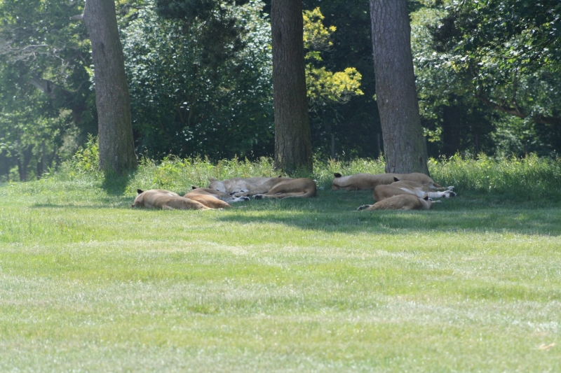 IMG_1263.JPG