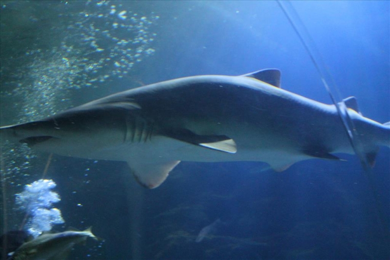 IMG_2487.JPG