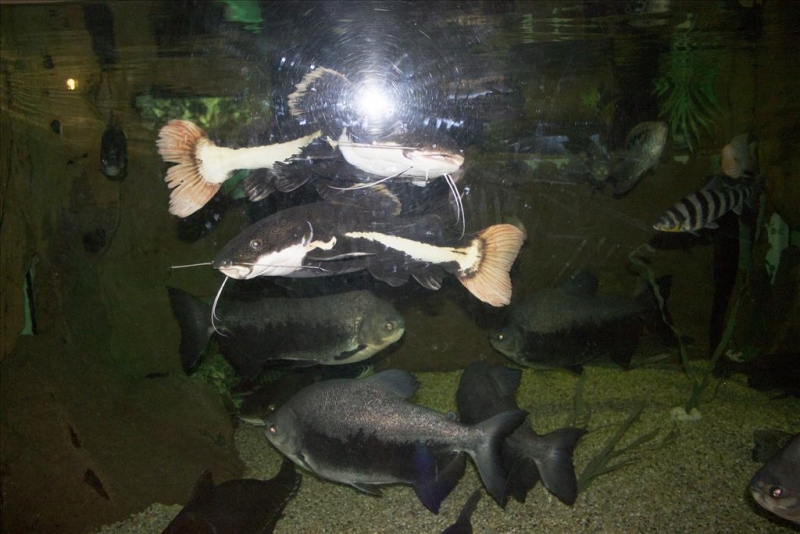 deep-sea103a.jpg