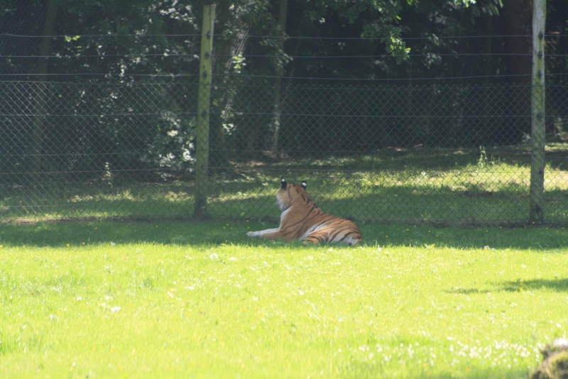 IMG_1247.jpg