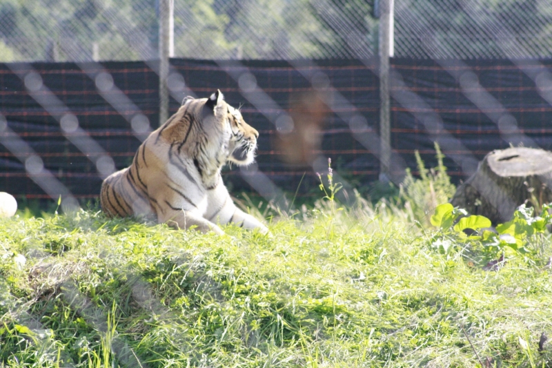 _MG_4234.JPG