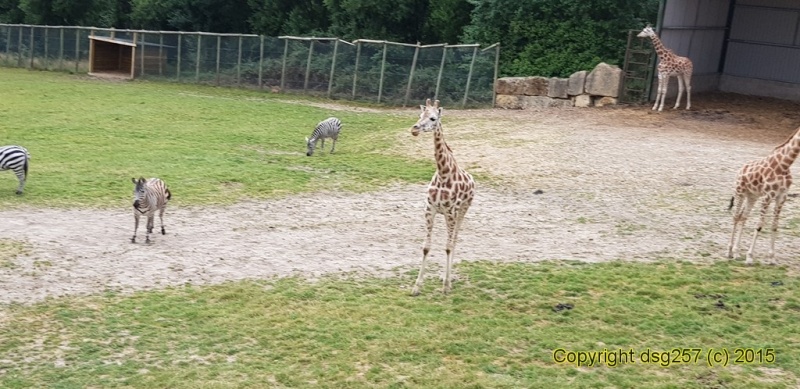 20180717_141207.jpg