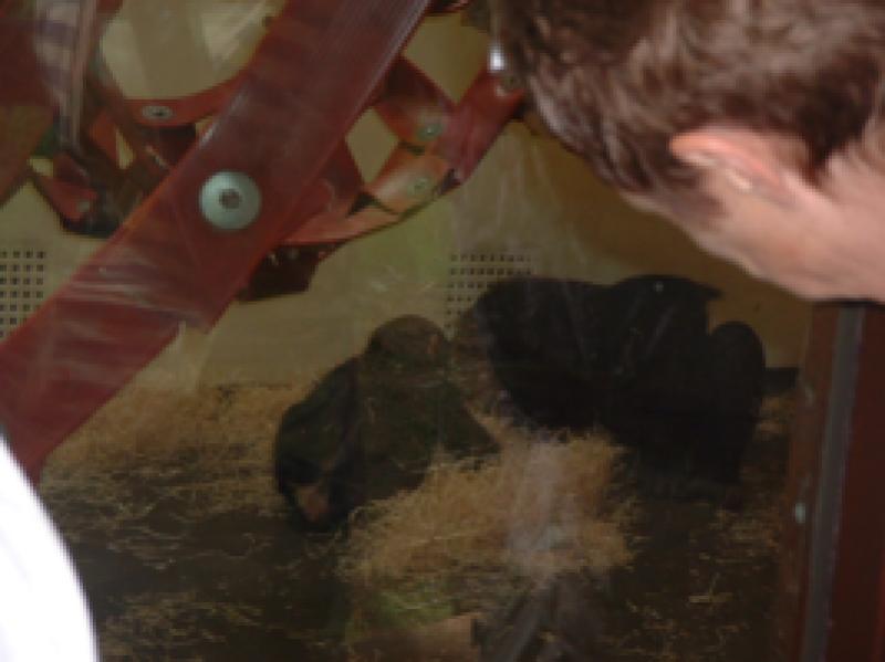 DSCF0017_267x200021111.png