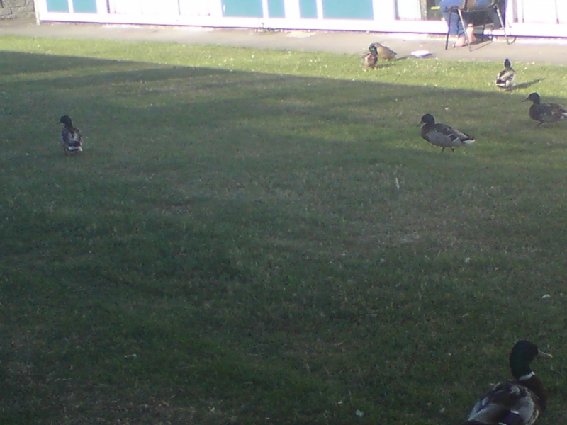 DSC00012.JPG